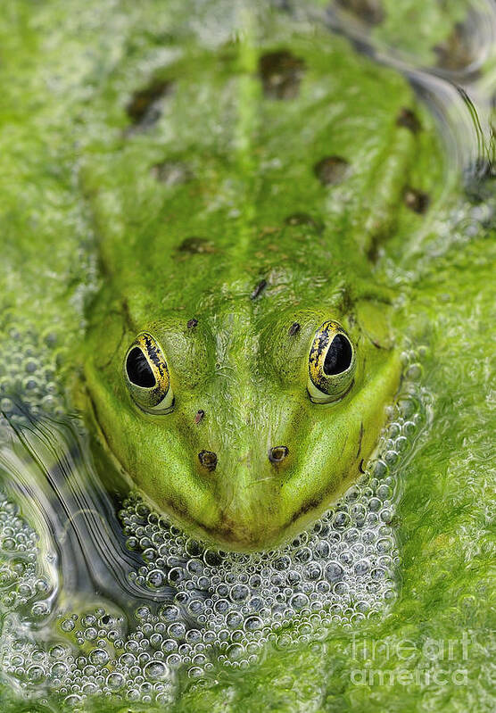 Frog Poster featuring the photograph Green Frog by Matthias Hauser