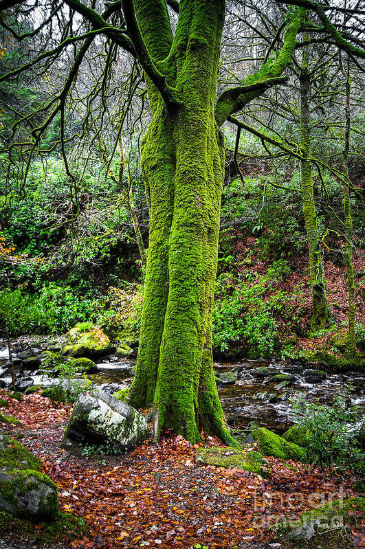 Green Moss Poster featuring the photograph Green Green Moss by Imagery by Charly
