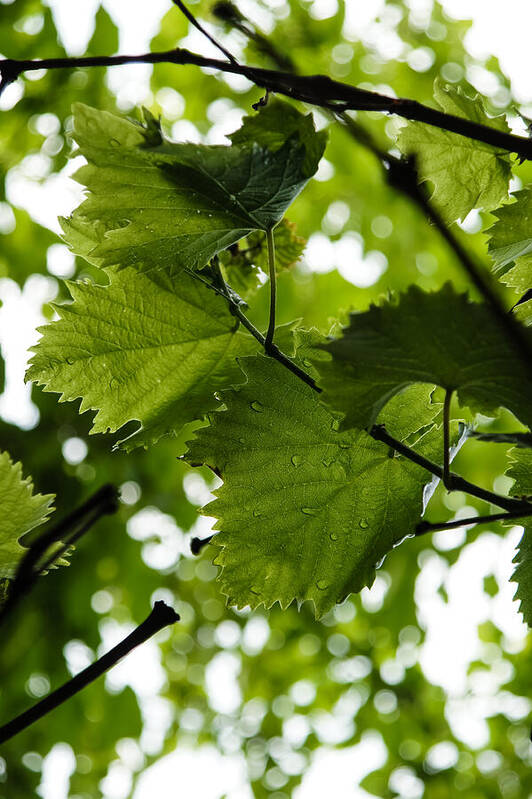 Green Summer Rain Poster featuring the photograph Green Summer Rain with Grape Leaves - Vertical by Georgia Mizuleva