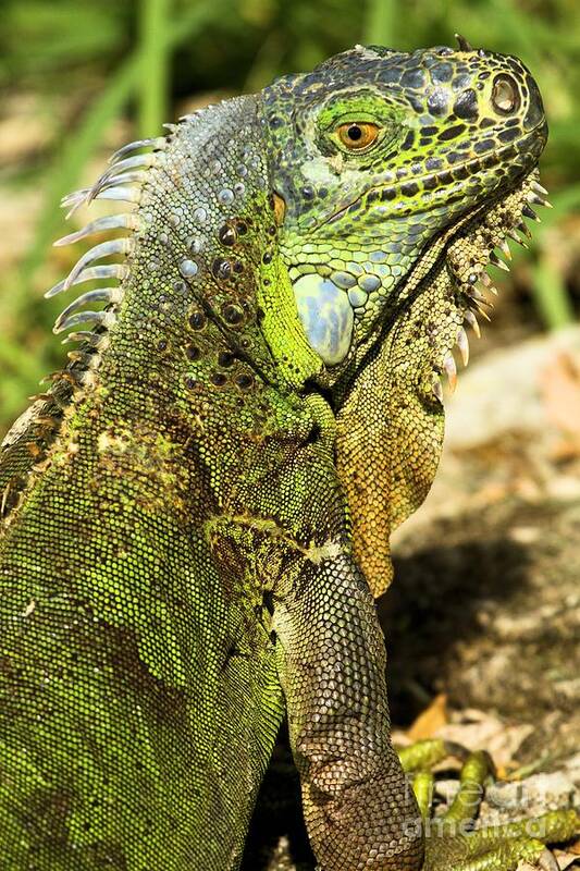 Iguana Poster featuring the photograph Greenie by Adam Jewell