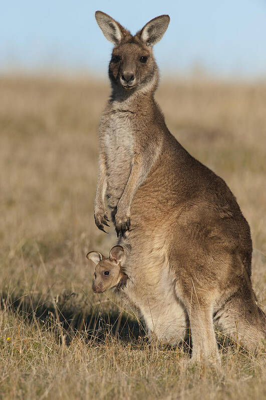 512752 Poster featuring the photograph Grey Kangaroo With Joey Maria Isl by D. Parer & E. Parer-Cook