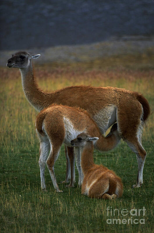 Guanaco Poster featuring the photograph Guanaco Mother And Young by Art Wolfe