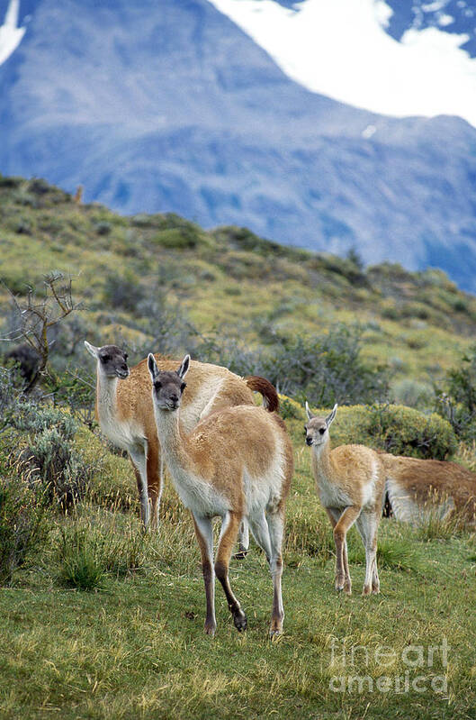 Animal Poster featuring the photograph Guanacos by Mark Newman