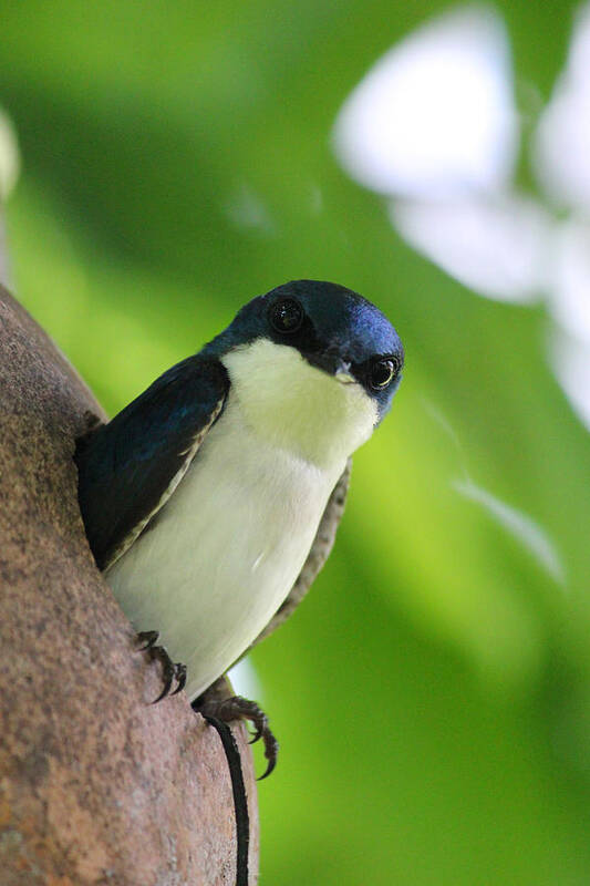 Male Tree Swallow Poster featuring the photograph Guarding his Gourd 2 by Brook Burling