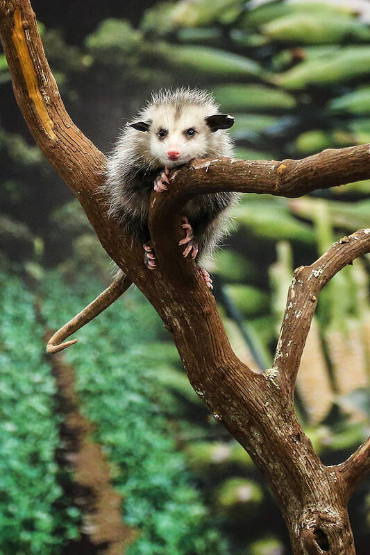 Opossum Poster featuring the photograph Hang In There Baby by John Haldane