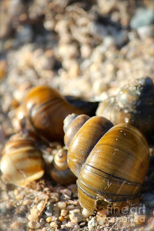 Shells Poster featuring the photograph Hanging with friends by Deena Withycombe