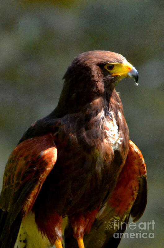 Harris Hawk Poster featuring the digital art Harris Hawk in Thought by Pravine Chester