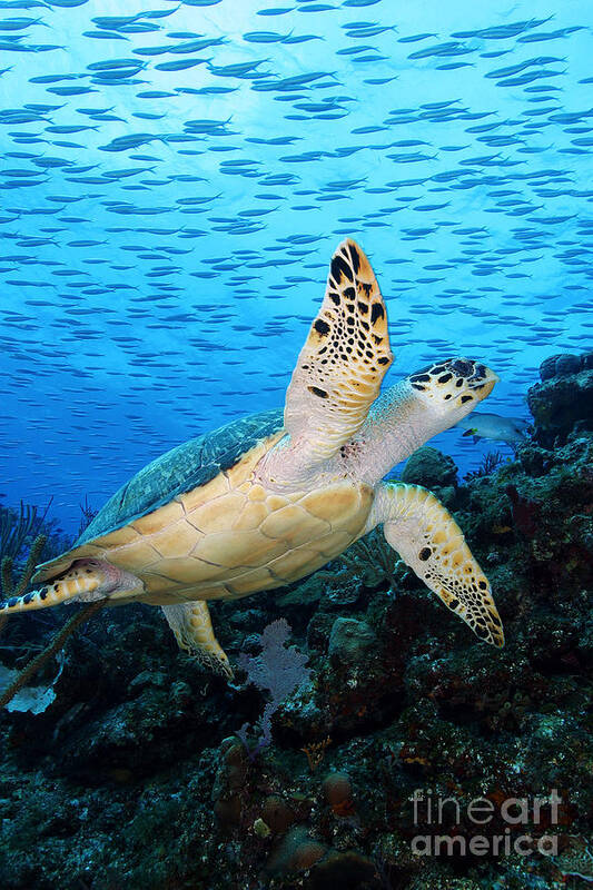 Turtle Poster featuring the photograph Hawksbill on Eldorado by Carey Chen