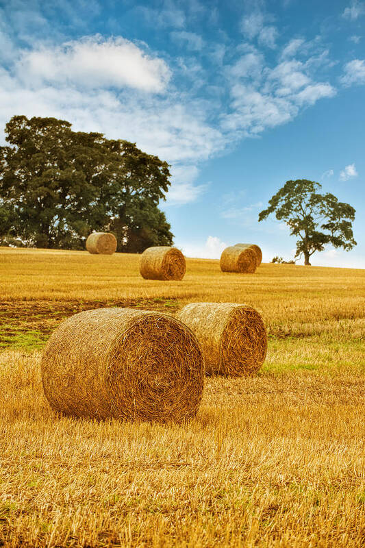 Straw Poster featuring the photograph Hay Bales by Amanda Elwell
