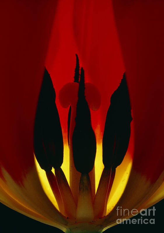 Anthers Poster featuring the photograph Heart Of A Tulip Flower by Claude Nuridsany and Marie Perennou