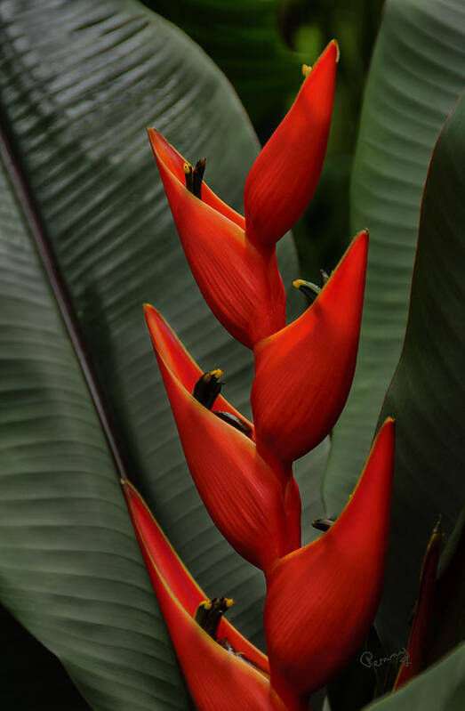 Penny Lisowski Poster featuring the photograph Heliconia by Penny Lisowski