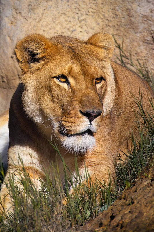 Animal Poster featuring the photograph Her Majesty by Randall Ingalls