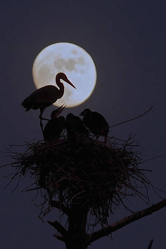 Heron Poster featuring the photograph Heron Nest With Full Moon by Dale J Martin