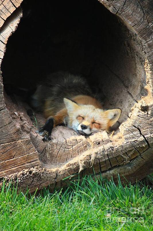 Fox Poster featuring the photograph Hideout by Veronica Batterson