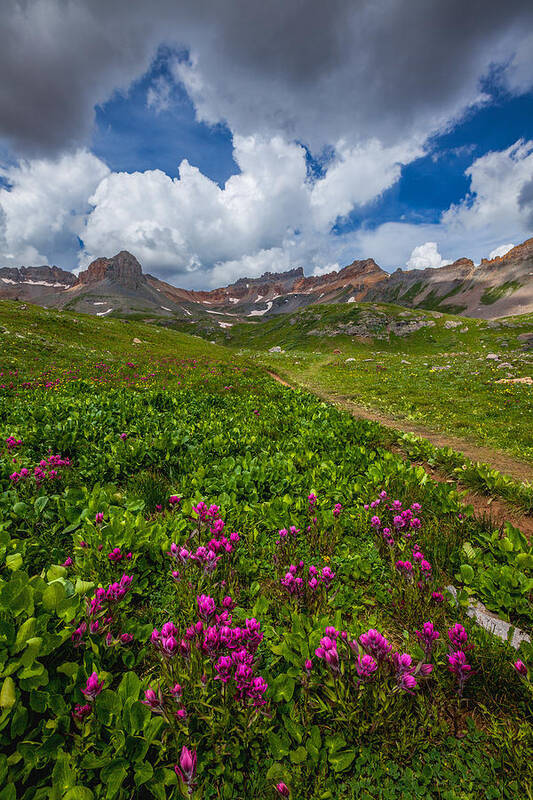 Wildflowers Poster featuring the photograph Hiking Ice Lake Basin by Darren White