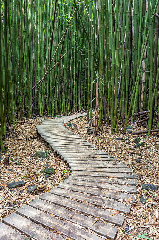 Bamboo Poster featuring the photograph Hiking Through The Bamboo Forest by Pierre Leclerc Photography