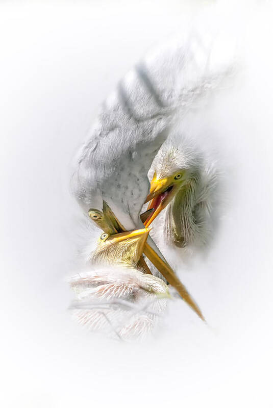 Great White Heron Poster featuring the photograph Home Delivery by Ghostwinds Photography