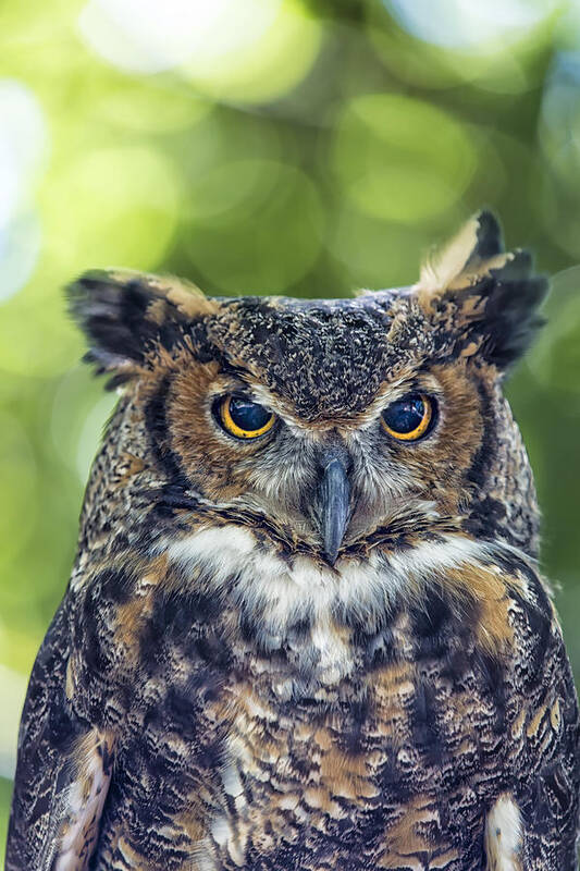 Owl Poster featuring the photograph Horned Owl Up Close by Bill and Linda Tiepelman
