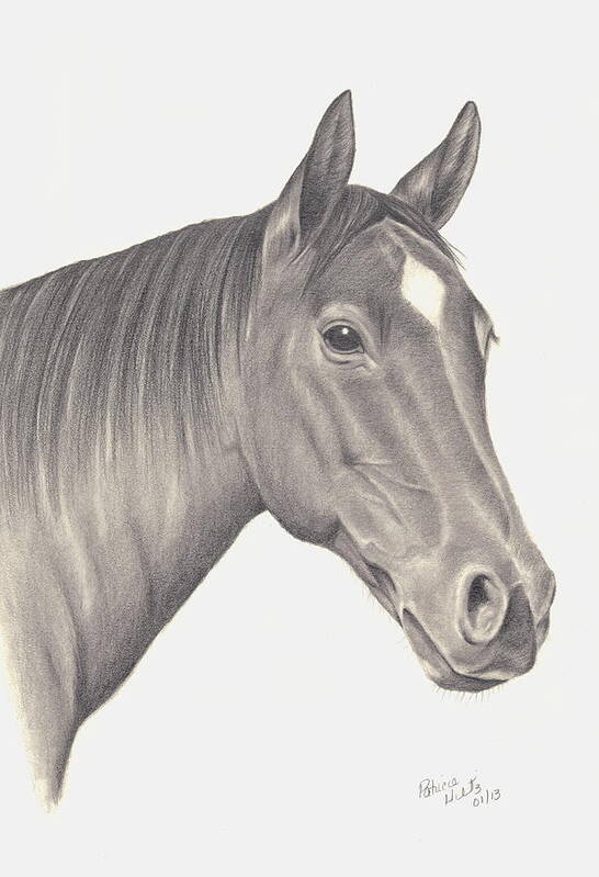 Horse Poster featuring the drawing Horses Beauty by Patricia Hiltz