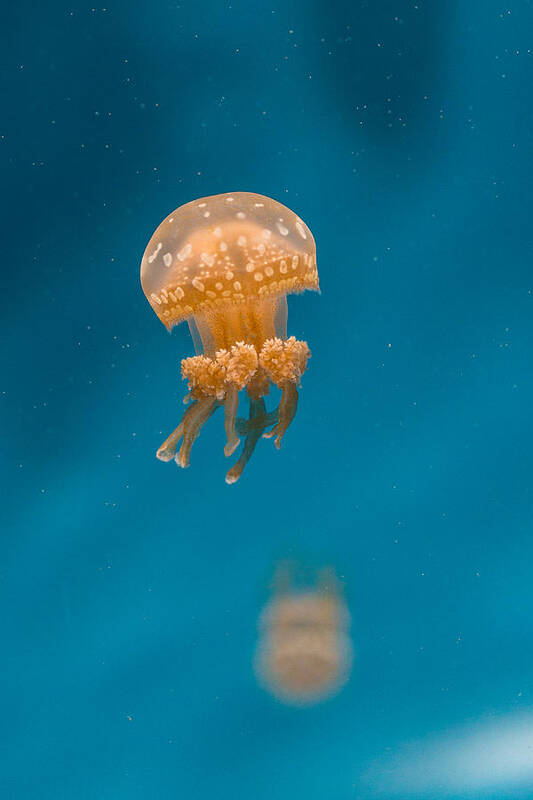 Jellyfish Poster featuring the photograph Hovering Spotted Jelly 1 by Scott Campbell