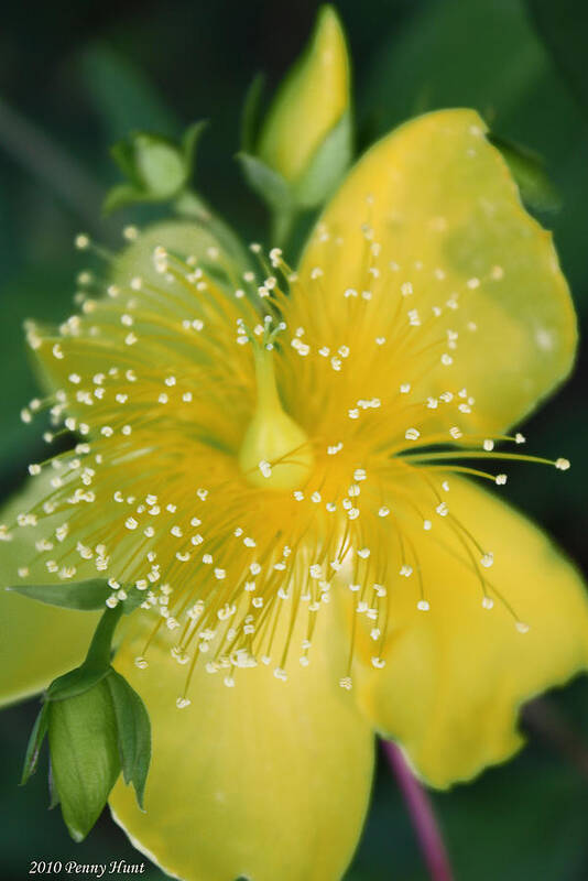 Macro Poster featuring the photograph Hypericum by Penny Hunt