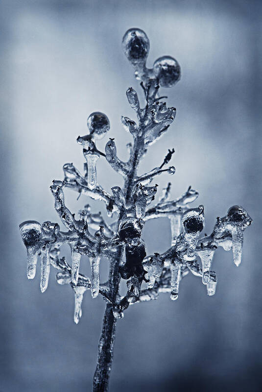 Ice Poster featuring the photograph Ice Bouquet by Linda Segerson