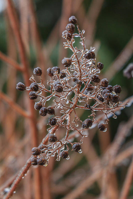 Winter Poster featuring the photograph Ice on berries by Patricia Schaefer