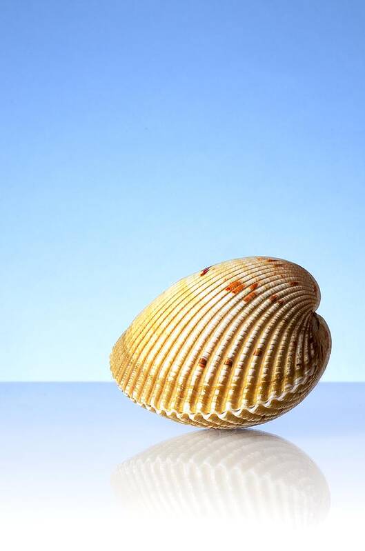 Sea Shell Poster featuring the photograph Imaginary Beach by Jim Hughes