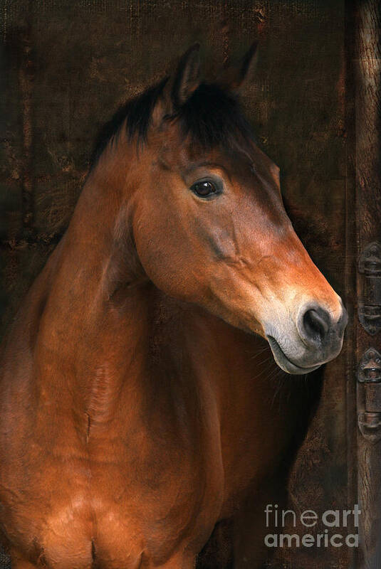 Horse Poster featuring the photograph In The Stable by Ang El