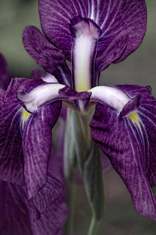 Flower Artwork Poster featuring the photograph Inner Strength by Mary Buck