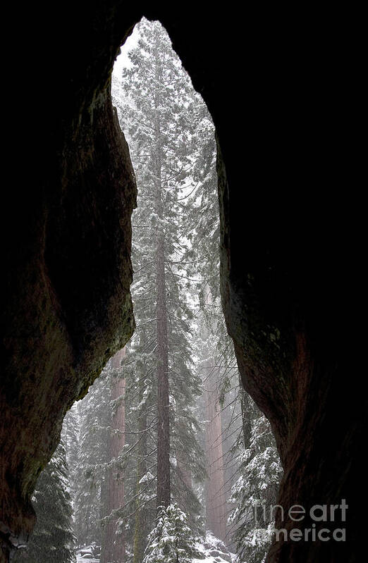 Giant Sequoia Poster featuring the photograph Inside Giant Sequoia by Gregory G. Dimijian, M.D.