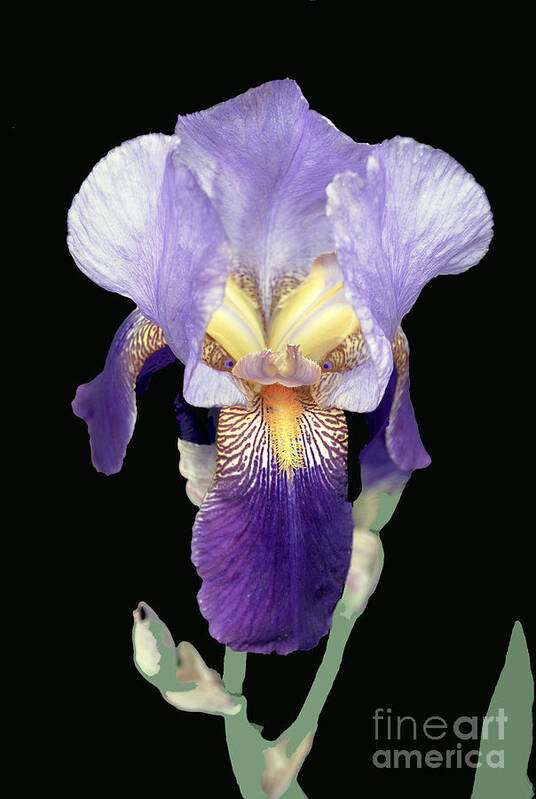 Flora Poster featuring the photograph Intense Iris by Bill Thomson