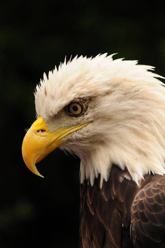 Eagle Poster featuring the photograph Intense Stare by Mike Martin