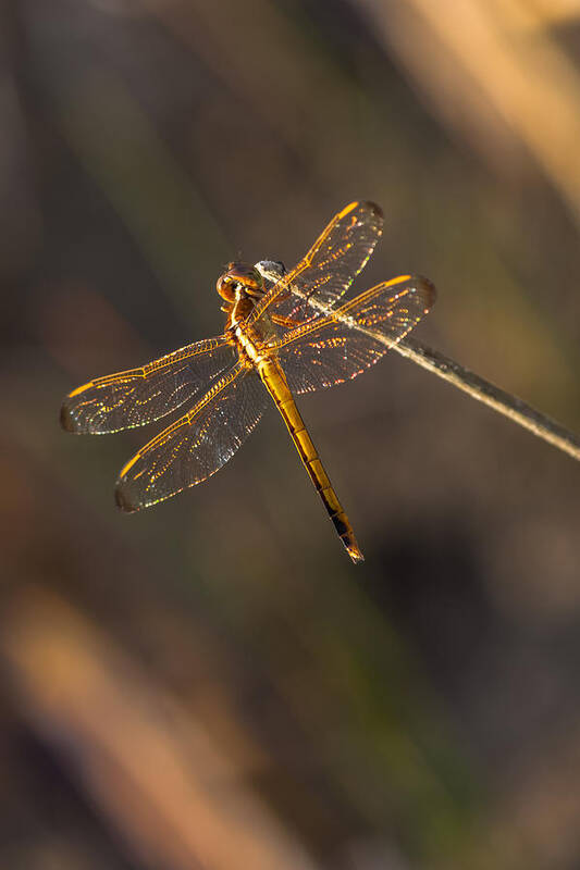 Dragonfly Poster featuring the photograph Iridescent Dragonfly Wings by Ed Gleichman