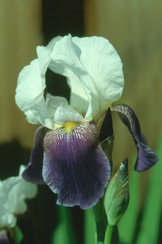 Flower Poster featuring the photograph Iris 3 by Andy Shomock