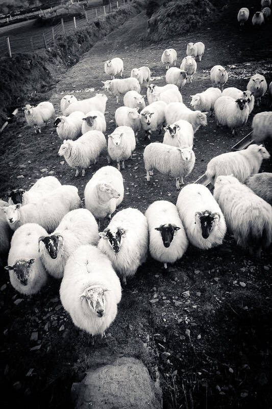 Sheep Poster featuring the photograph Irish Sheep by Mark Callanan