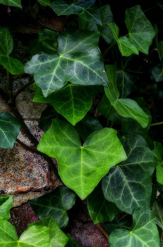 Ivy Poster featuring the photograph Ivy over Rocks by Steve Hurt