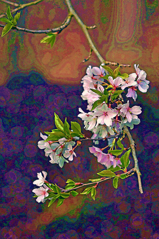 Cherry Tree Poster featuring the photograph Japanese Cherry Blossom Branch by Jerry Gammon