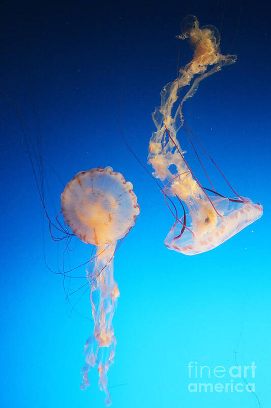 Jellyfish Poster featuring the photograph Jellies in Blue by Cheryl Del Toro