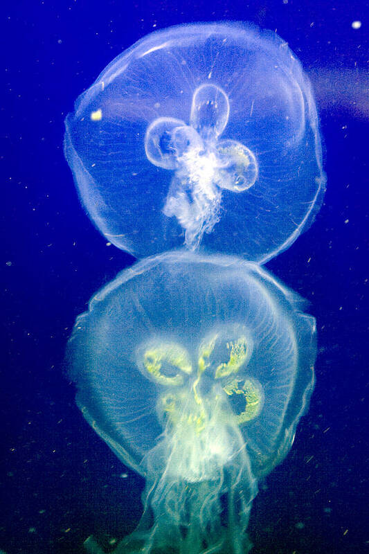 Aquarium Poster featuring the photograph Jellyfish by Gene Walls