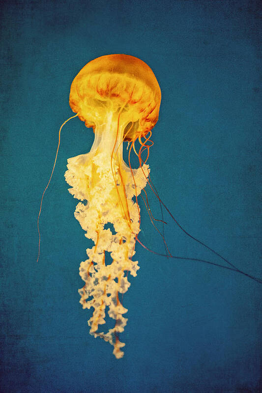 Jellyfish Poster featuring the photograph Jellyfish by Nastasia Cook