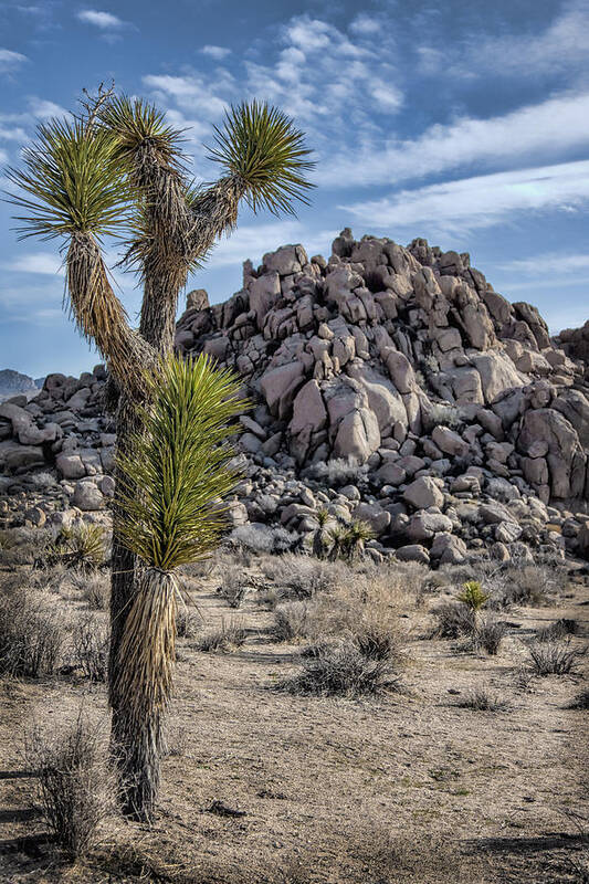  Joshua Tree National Park Poster featuring the photograph Joshua Tree 13 by Diana Powell