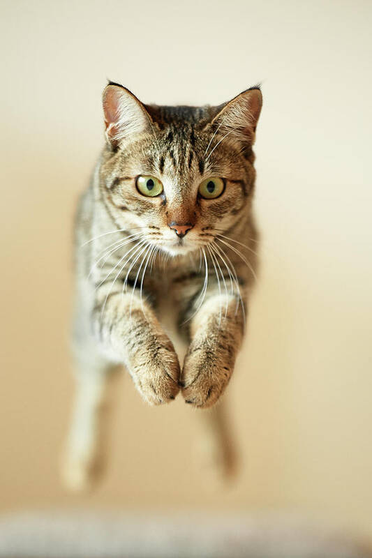 Pets Poster featuring the photograph Jumping Cat by Akimasa Harada