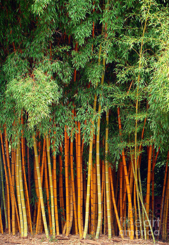 Trees Poster featuring the photograph Just Bamboo by Sue Melvin