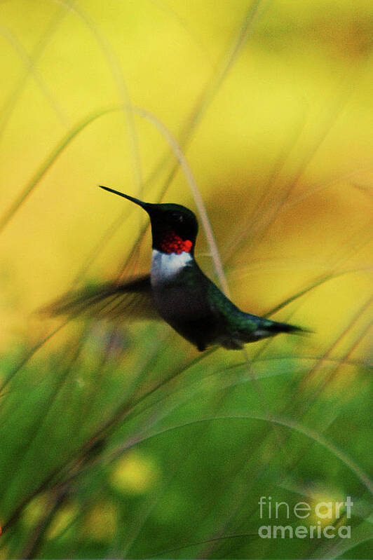 Hummingbird Poster featuring the photograph Just Flying by Lori Tambakis