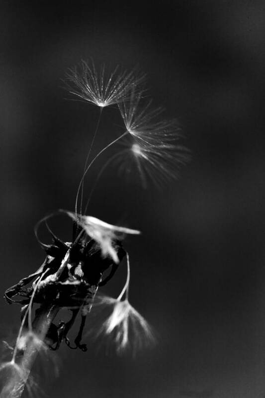Dandelion Poster featuring the photograph Just One More Breath by Robert Camp
