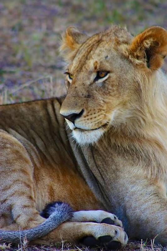 Lion Poster featuring the photograph Juvenile Lion by Amanda Stadther