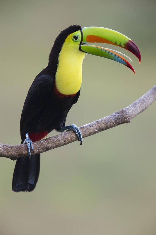 Feb0514 Poster featuring the photograph Keel-billed Toucan Costa Rica by Suzi Eszterhas