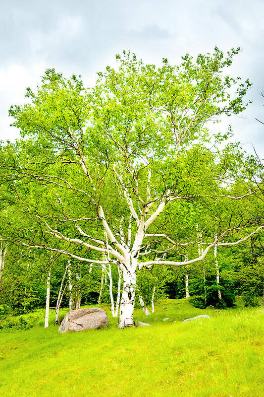Crawford Notch Poster featuring the photograph King of the Birch by Greg Fortier