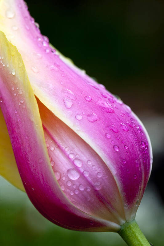 Tulip Poster featuring the photograph Kissed by the Rain by Robert Camp